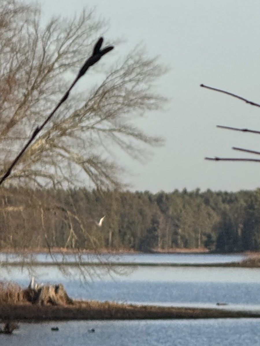 Белая сова - ML645216488