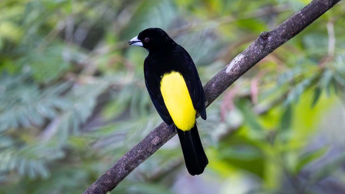 Красноспинный сереброклюв - ML645216489