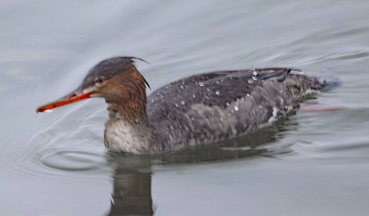 Длинноносый крохаль - ML645216491