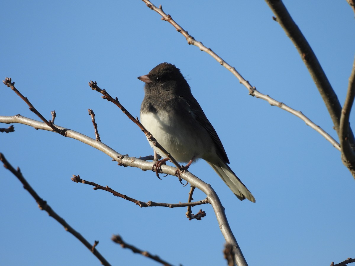 Dark-eyed Junco - ML645216493
