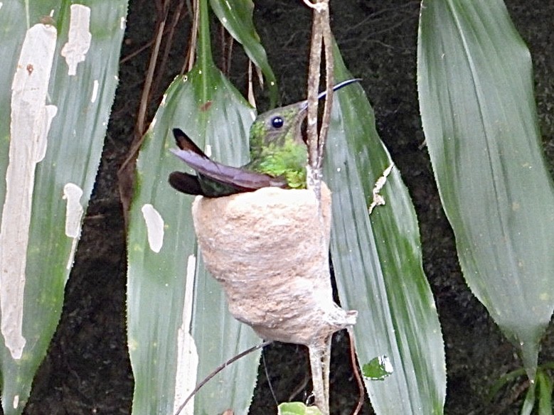 Красный топаз - ML645216495