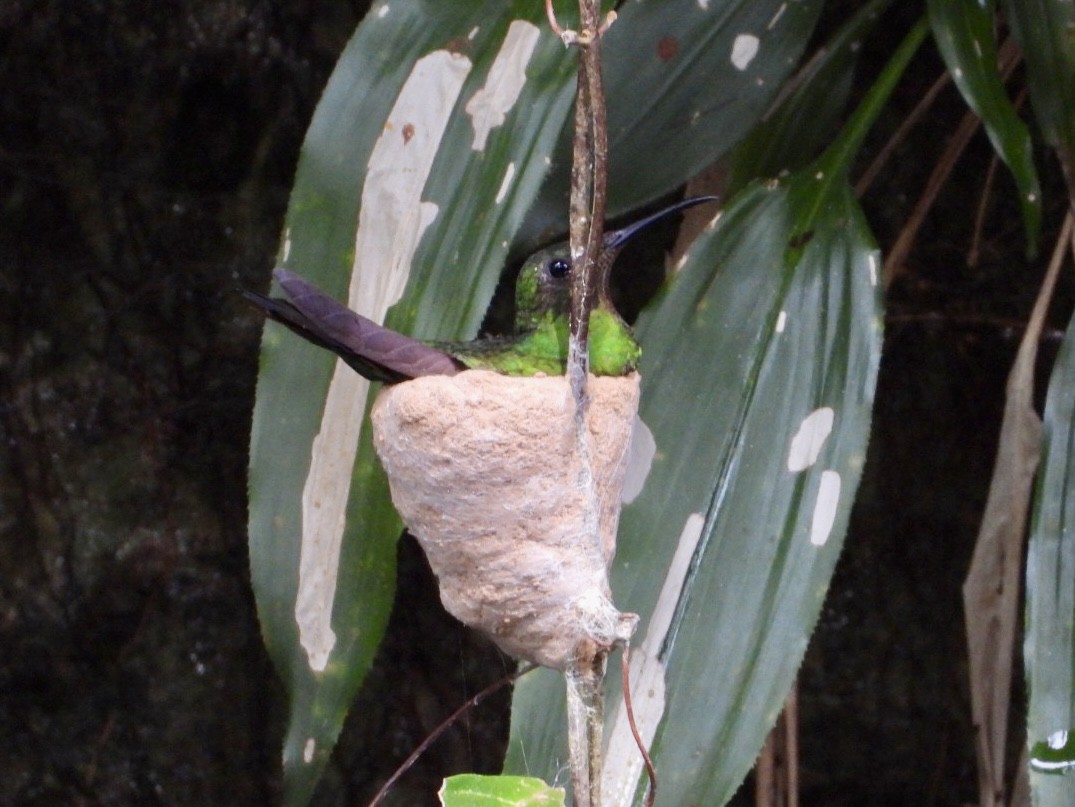 Crimson Topaz - ML645216496