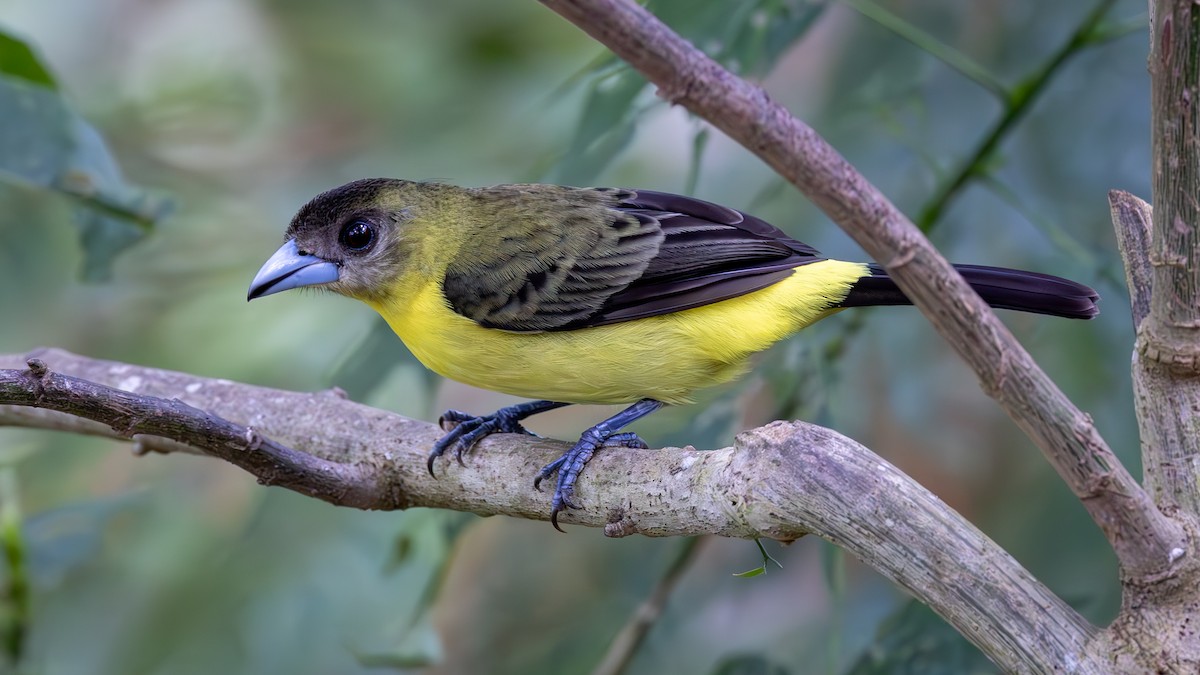 Красноспинный сереброклюв - ML645216497