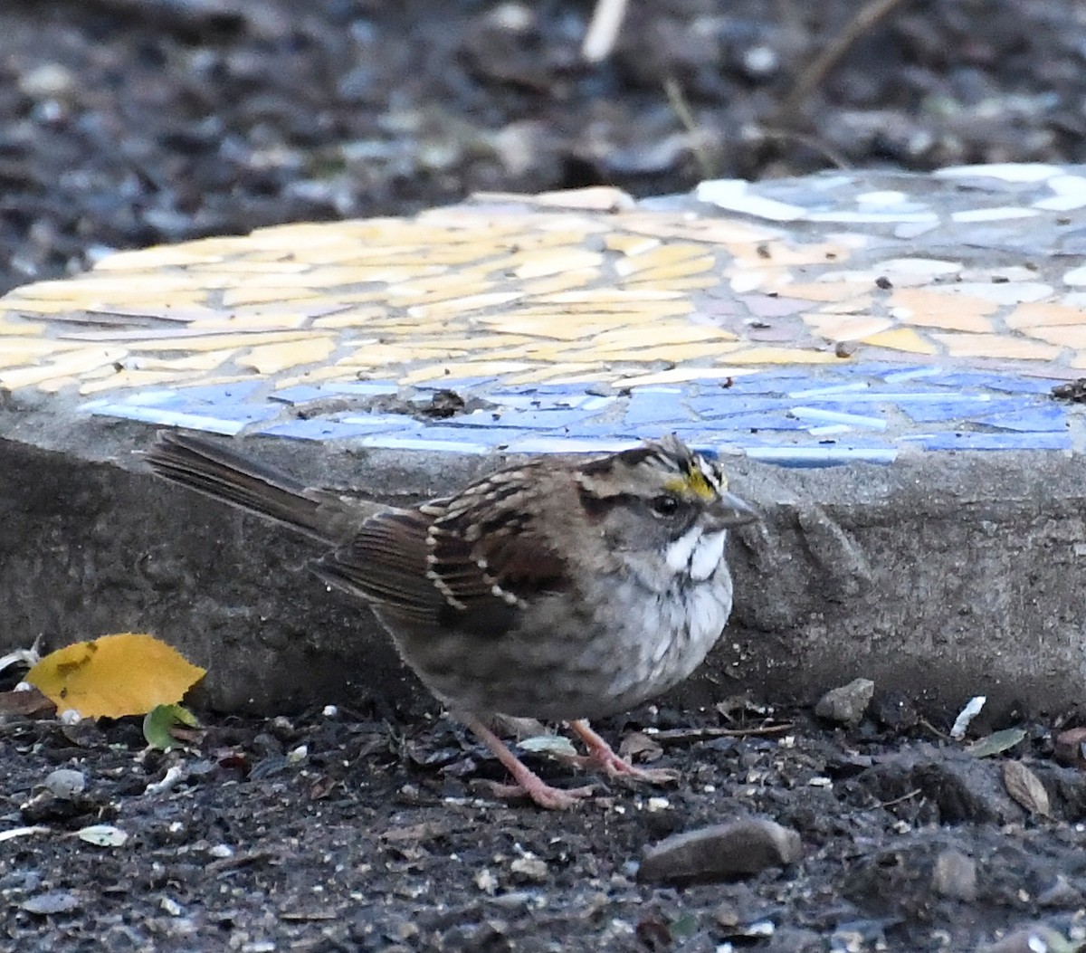 strnadec bělohrdlý - ML645216498