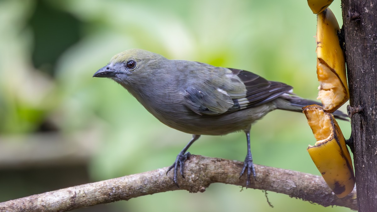 Tangara des palmiers - ML645216516