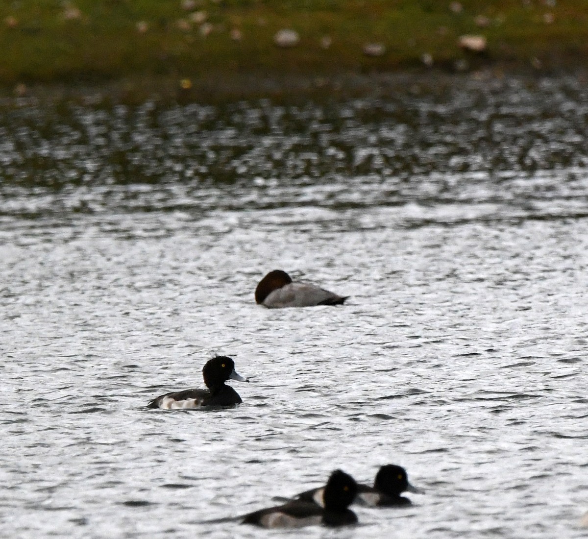 Common Pochard - ML645216526