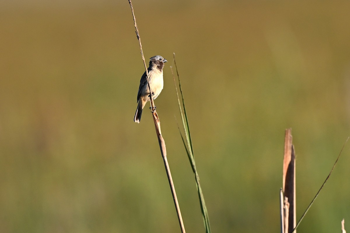 Ibera Seedeater - ML645216548