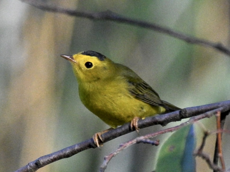 Wilson's Warbler - ML645216549
