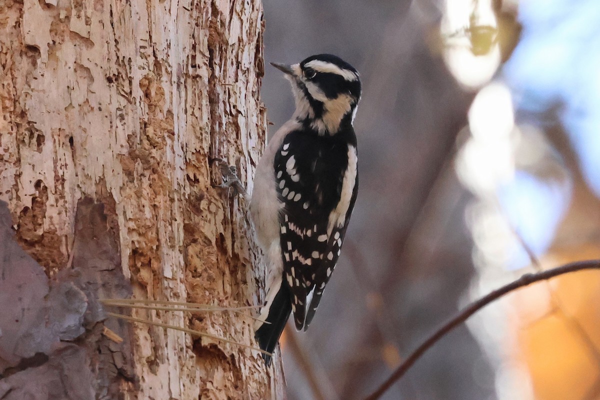 Downy Woodpecker - ML645216559