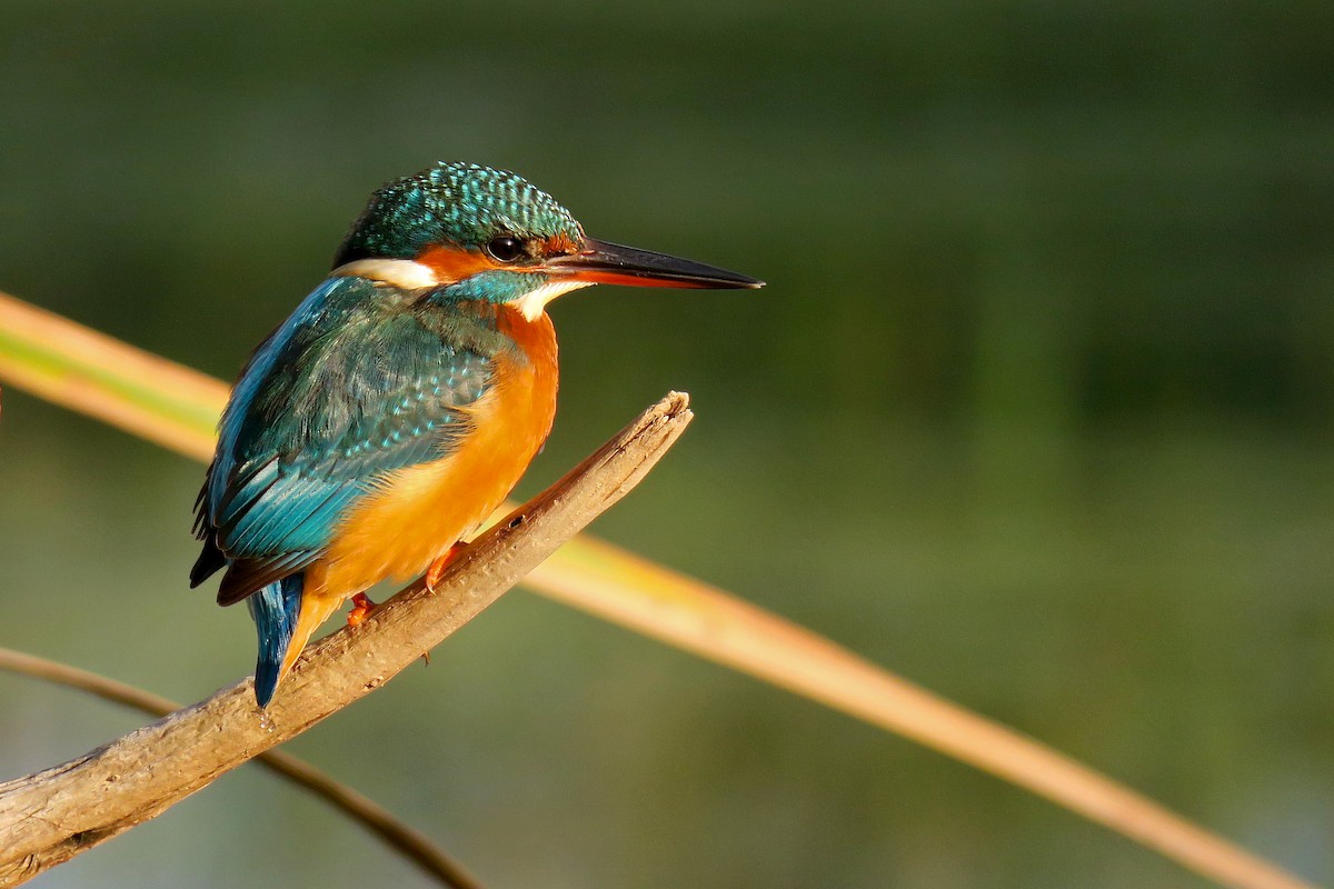 翠鳥 - ML645216563