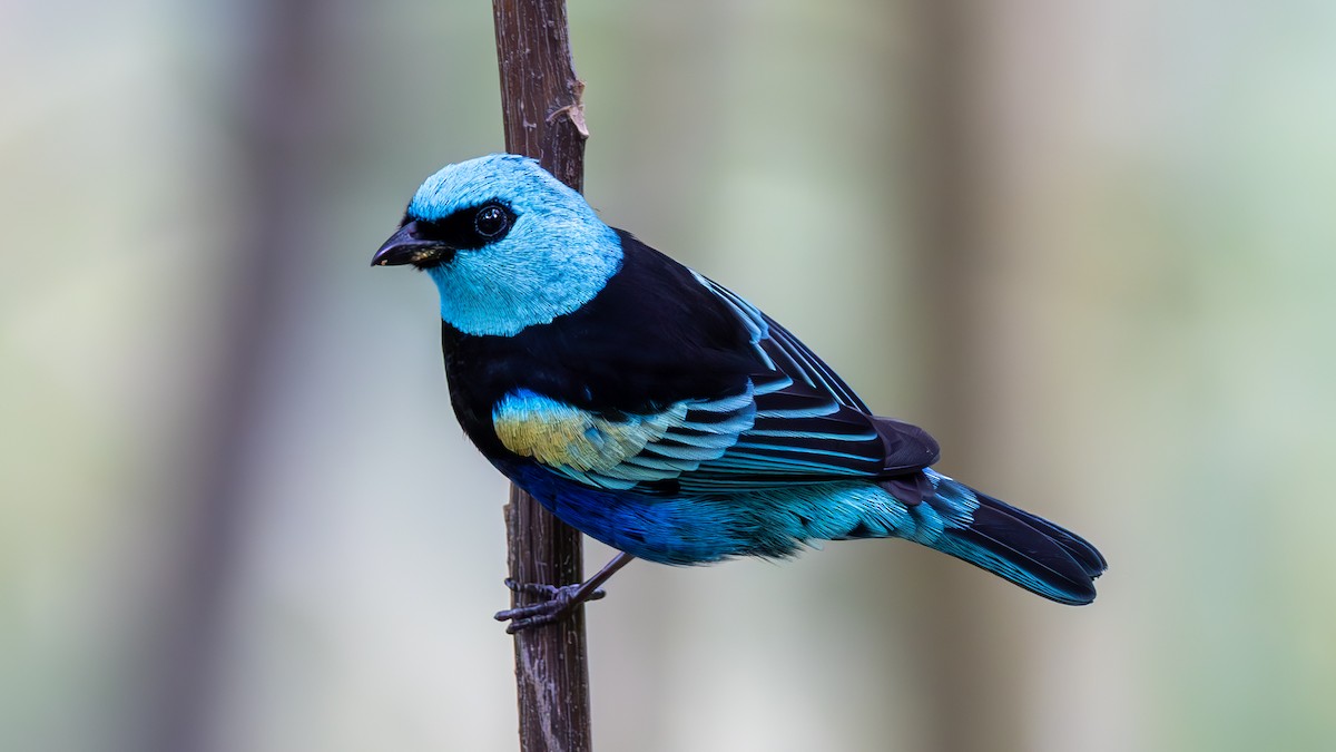 Blue-necked Tanager - ML645216568