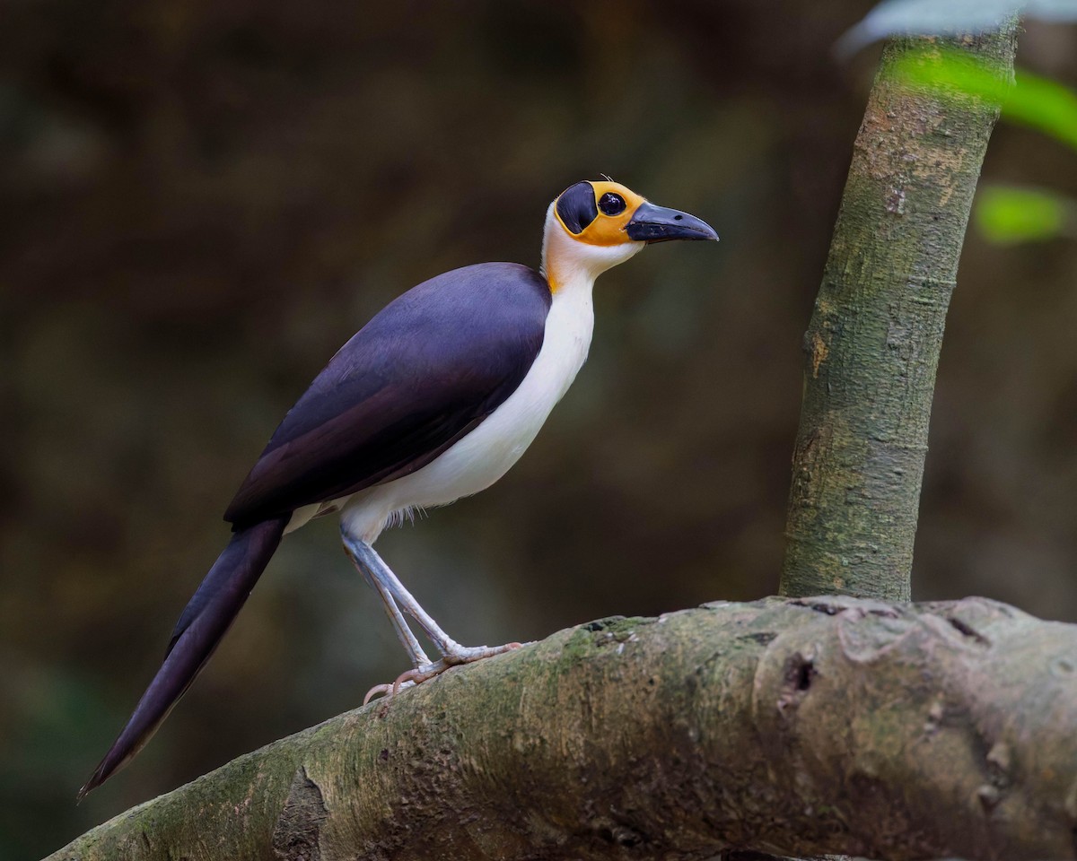 Picatharte de Guinée - ML645216571