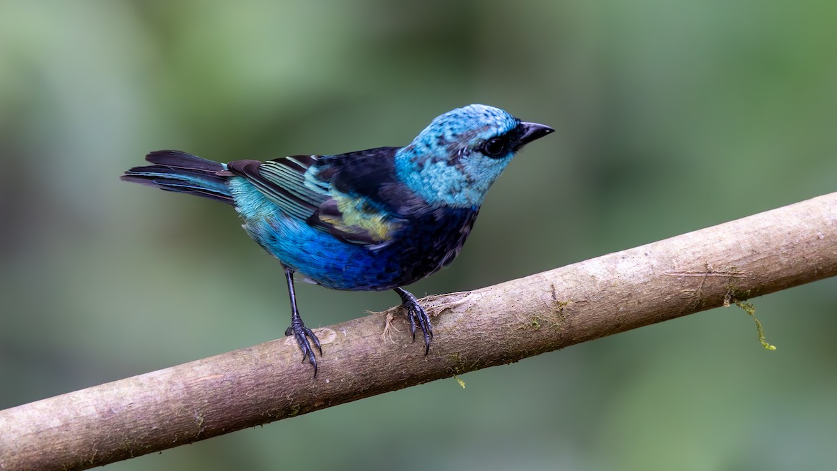 Blue-necked Tanager - ML645216574