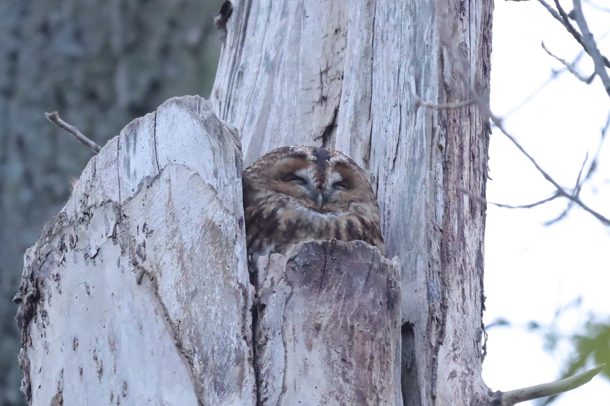 Chouette hulotte - ML645216576