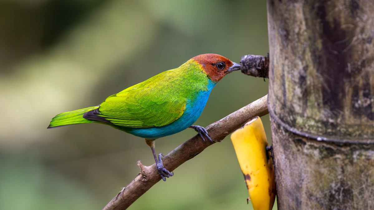 Tangara Cabecibaya - ML645216577