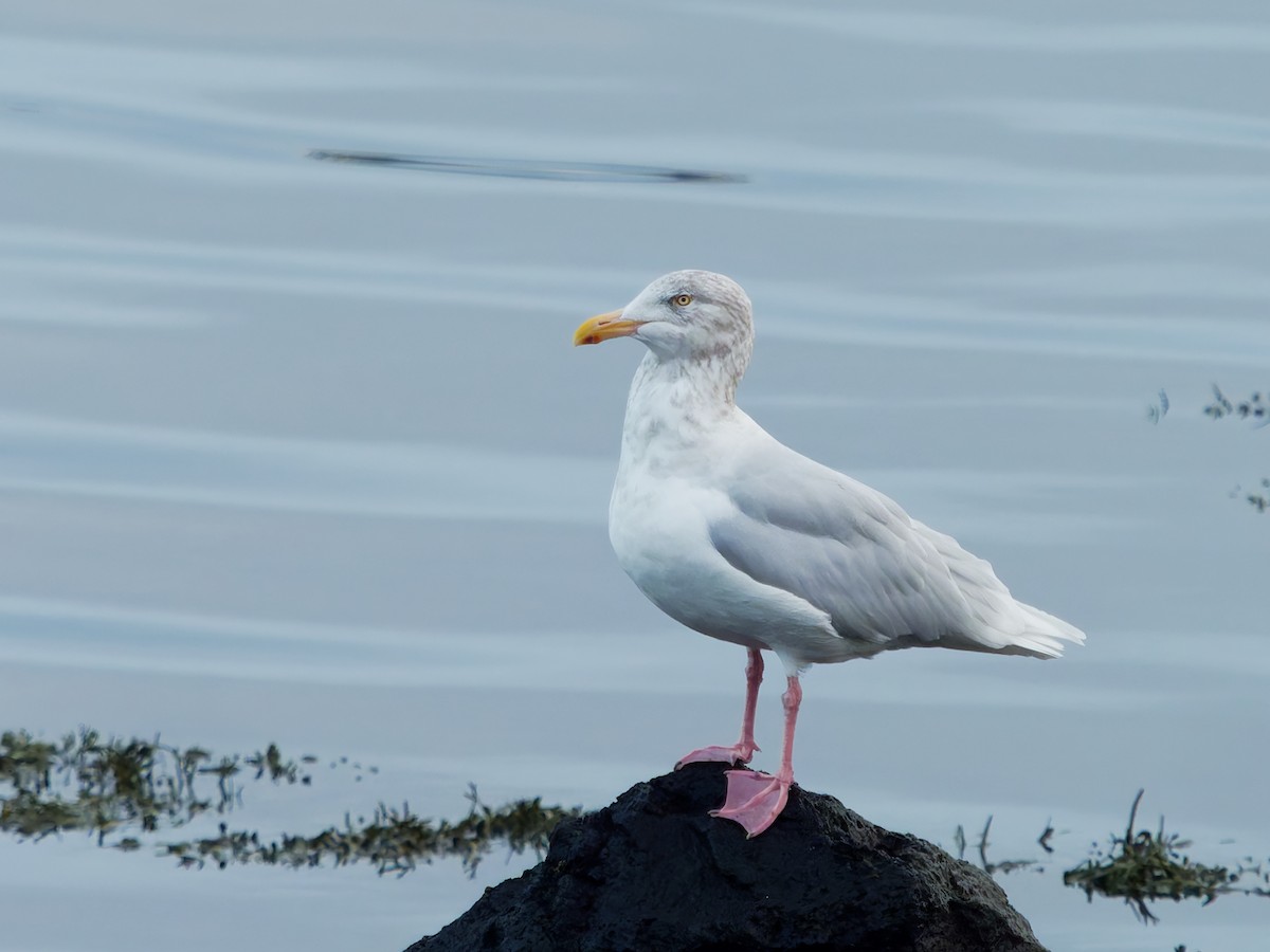 Gavión Hiperbóreo - ML645216583