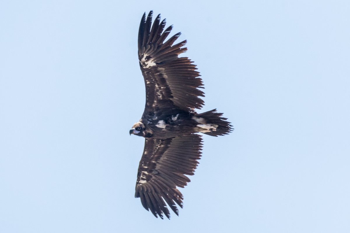 sup hnědý - ML645216586