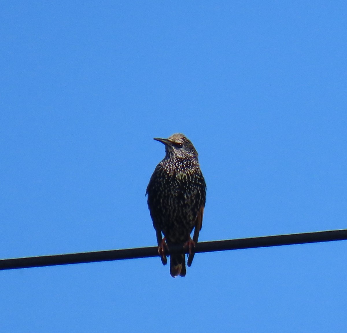 European Starling - ML645216587