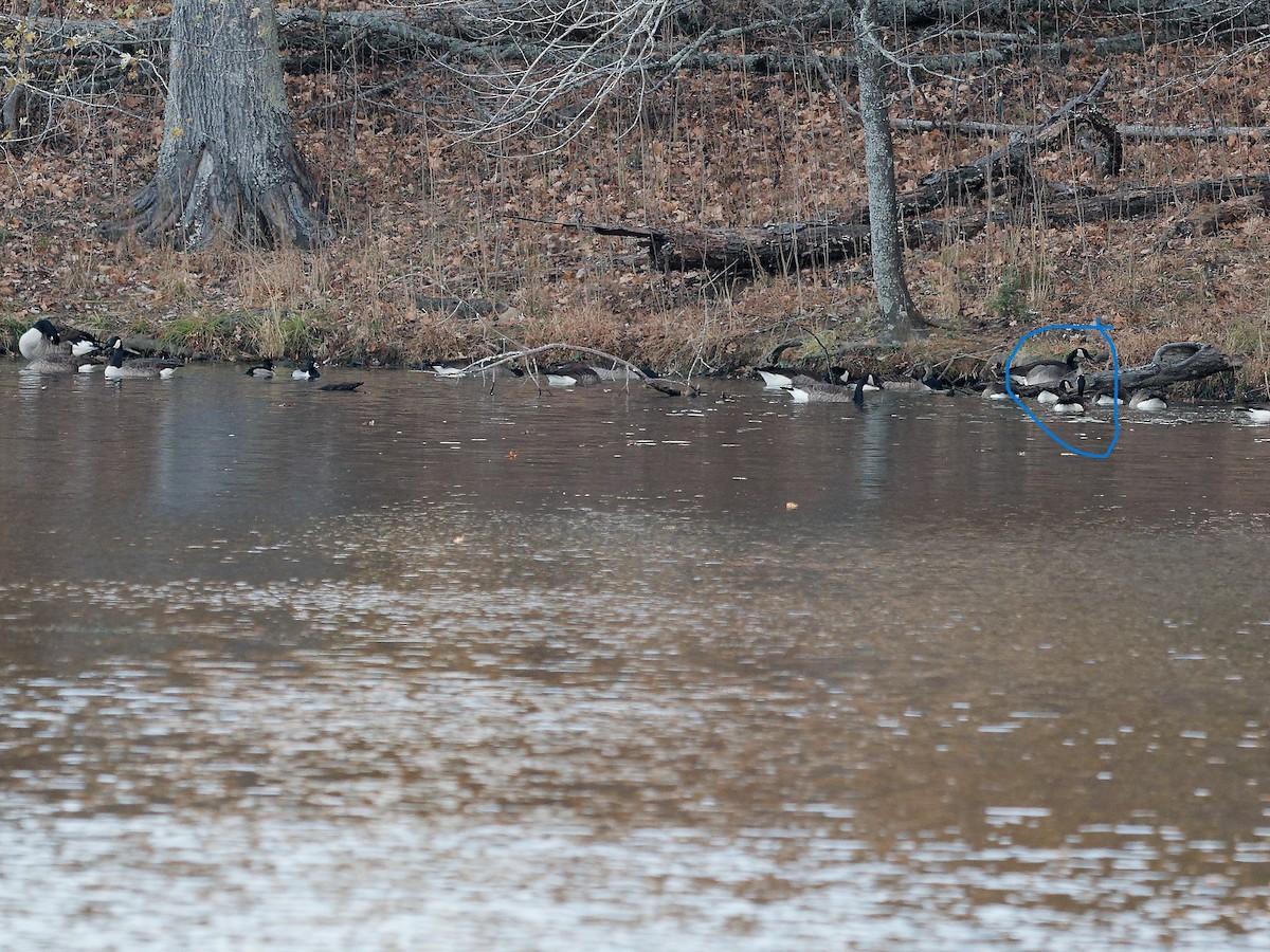 Cackling Goose - ML645216593