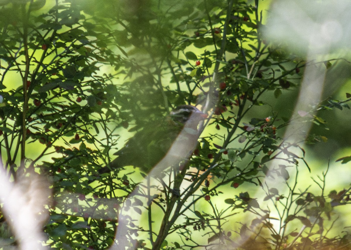 Black-headed Grosbeak - ML645216594