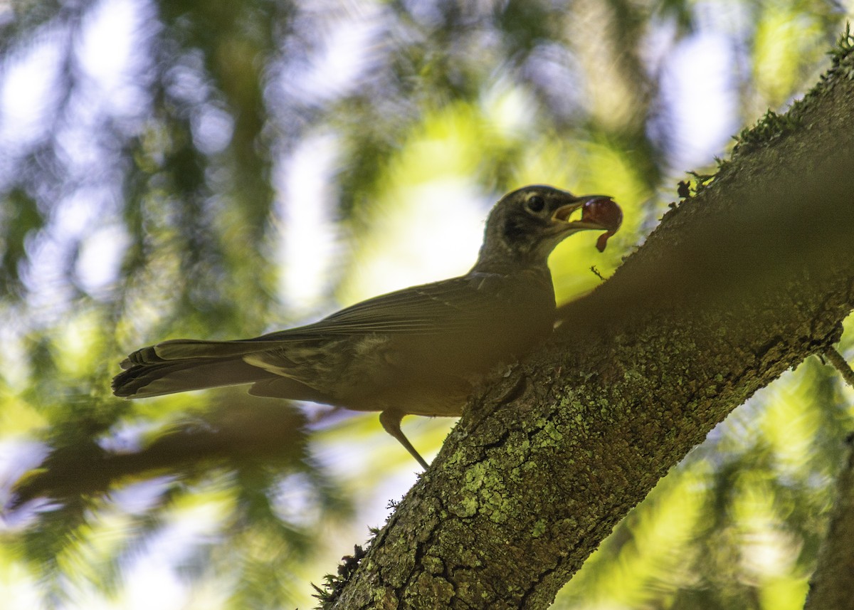 American Robin - ML645216602