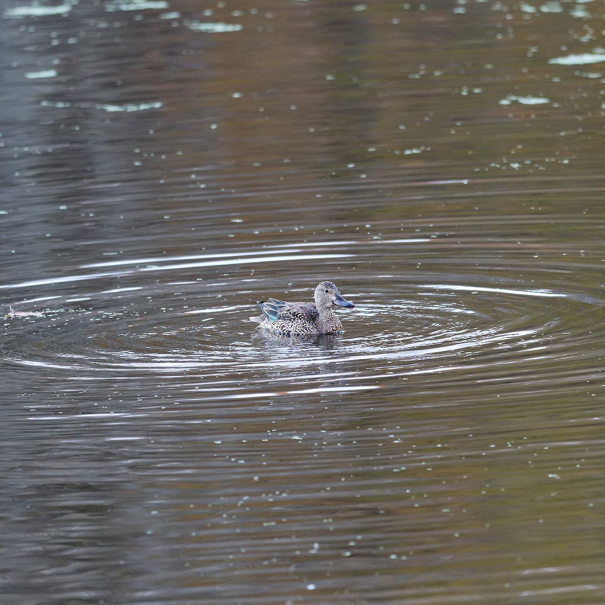 Blue-winged Teal - ML645216605