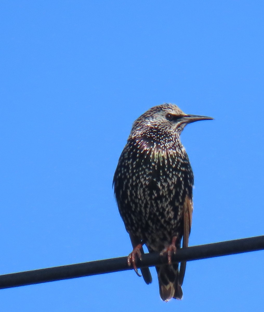 European Starling - ML645216607