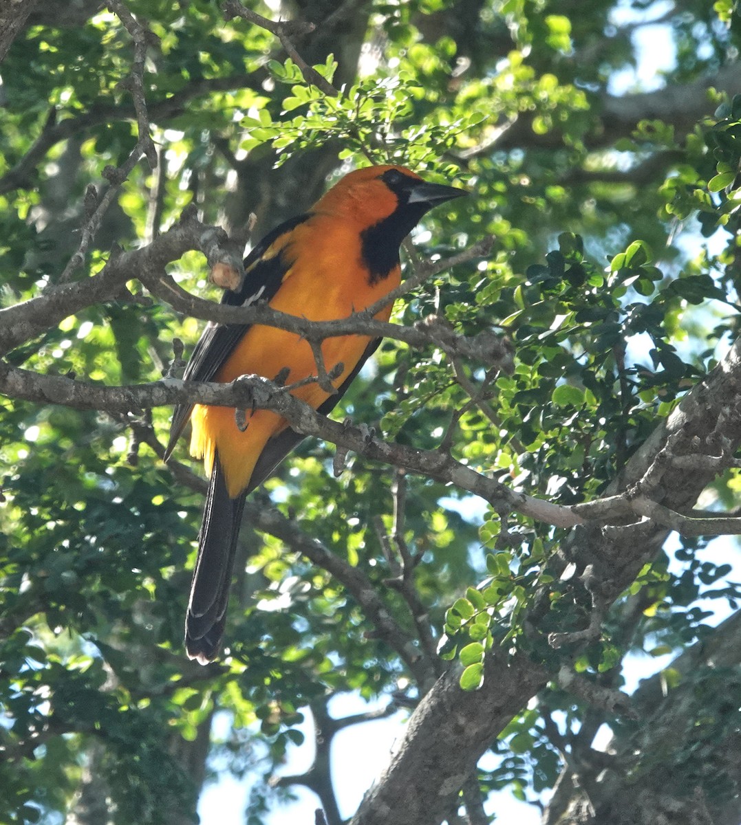 Altamira Oriole - ML645216615