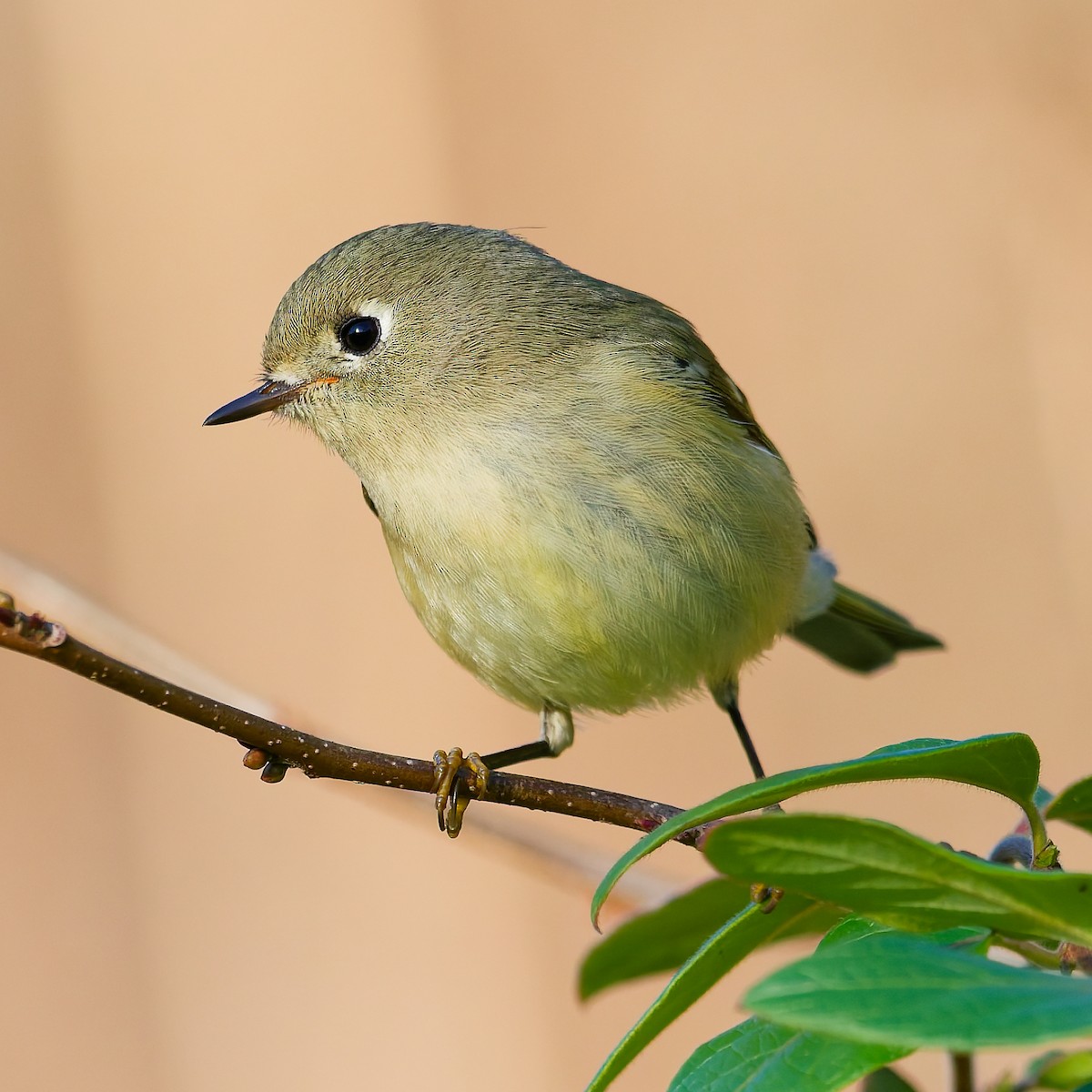 Ruby-crowned Kinglet - ML645216638