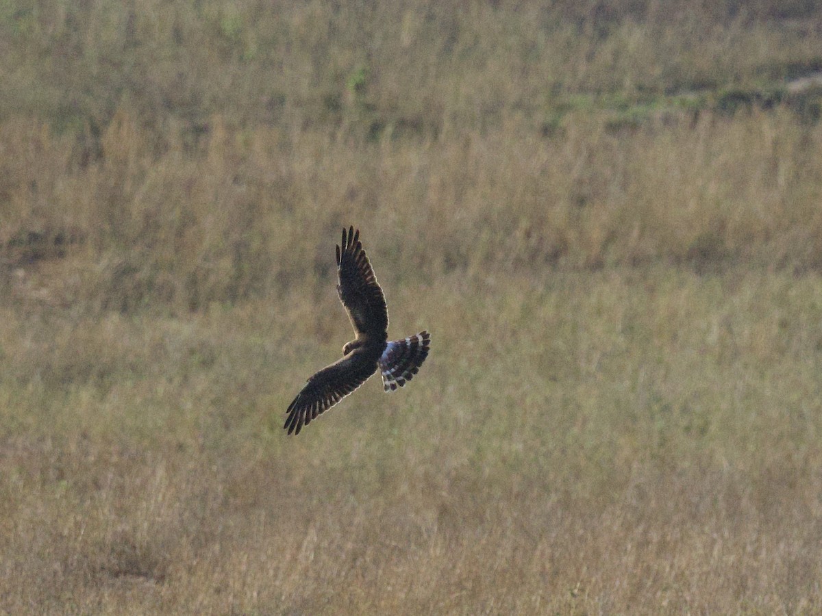 Montagu's Harrier - ML645216639