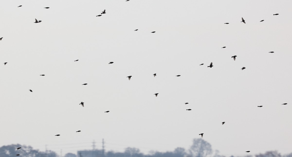 Подорожник лапландський - ML645216650