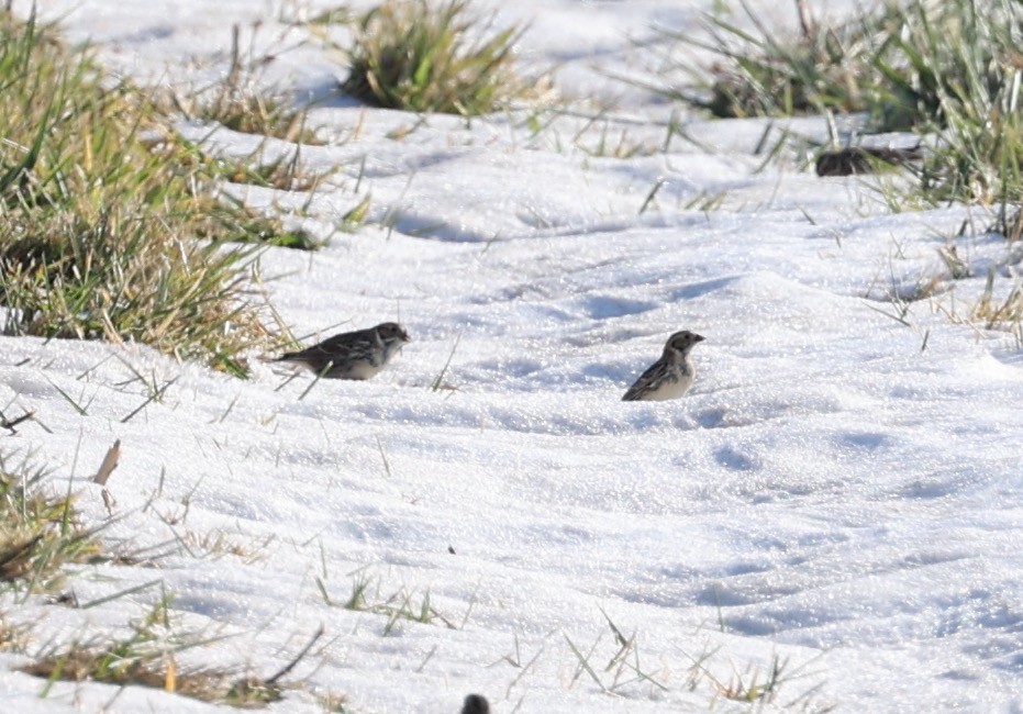 Подорожник лапландський - ML645216651