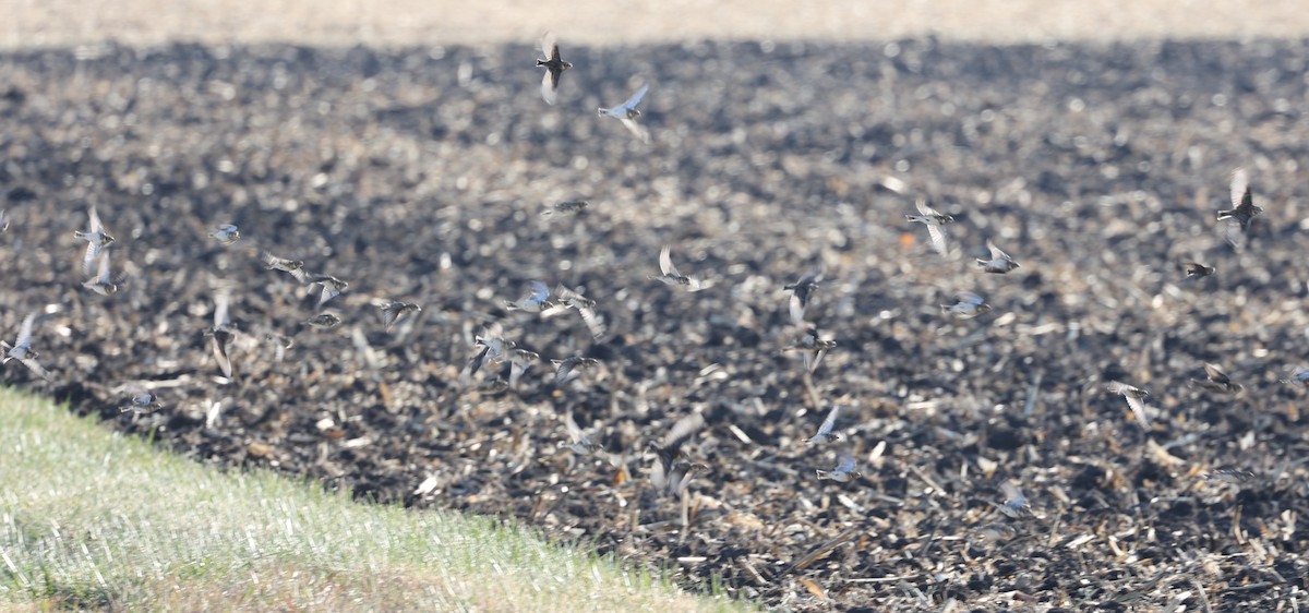 Подорожник лапландський - ML645216652