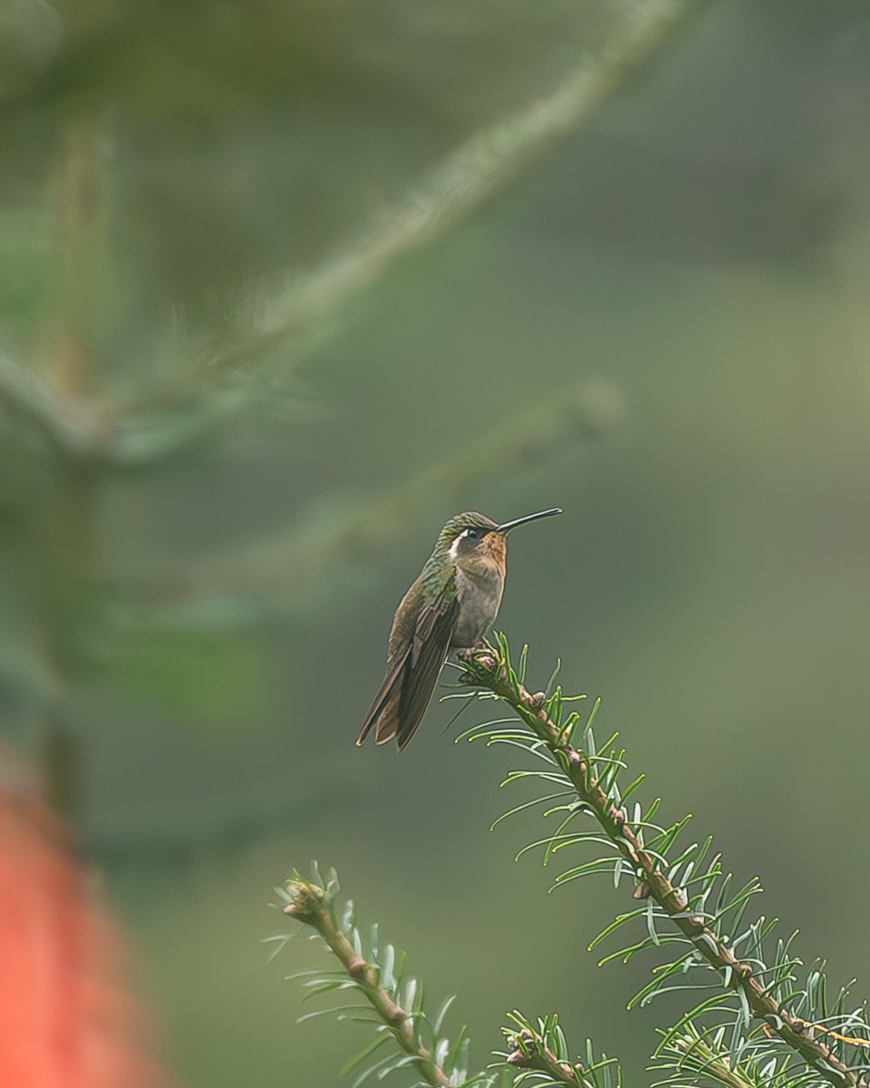Amethyst-throated Mountain-gem - ML645216657