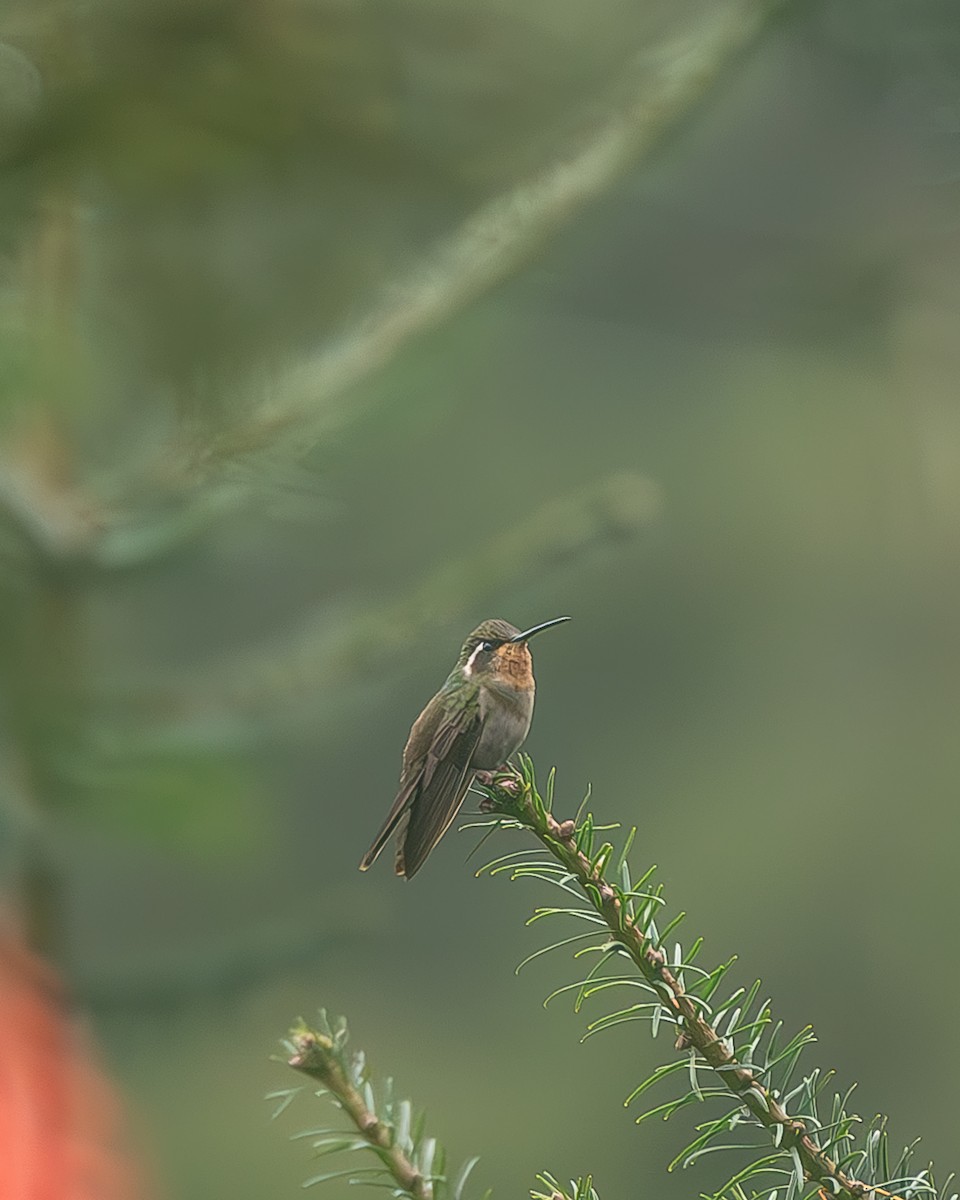 Amethyst-throated Mountain-gem - ML645216658