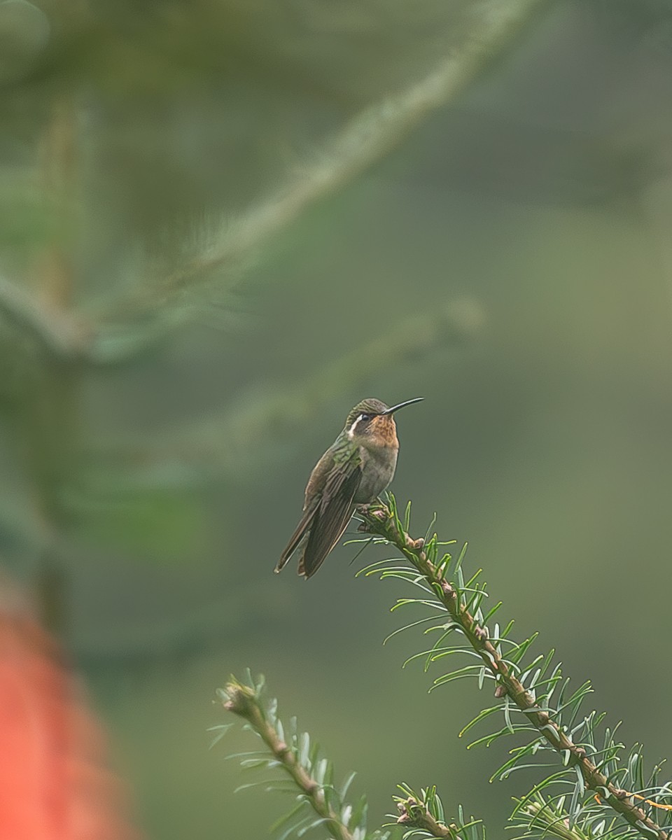 Amethyst-throated Mountain-gem - ML645216659