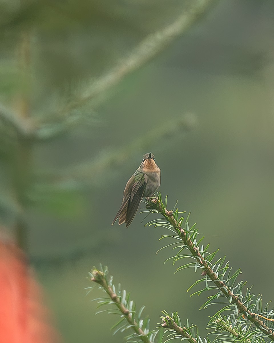 Amethyst-throated Mountain-gem - ML645216660