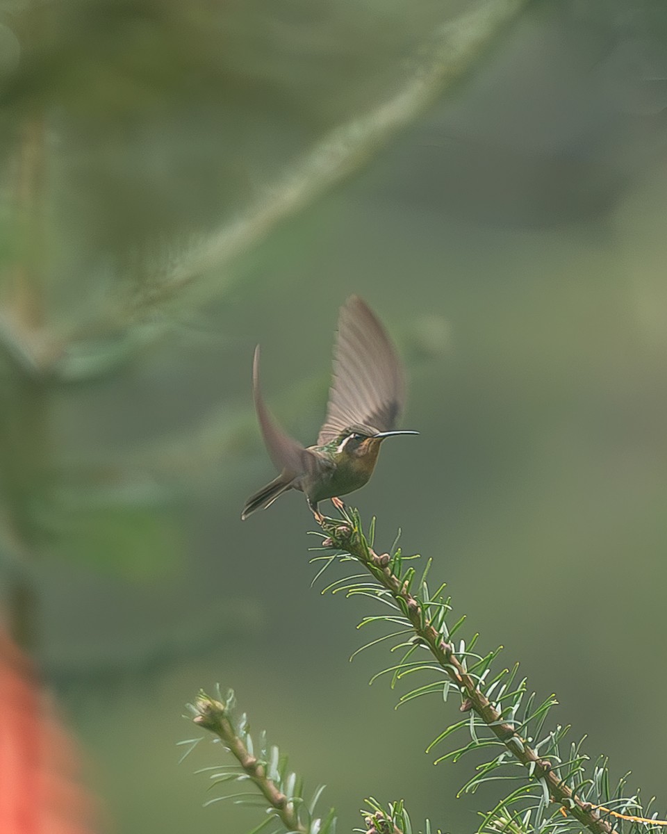 Amethyst-throated Mountain-gem - ML645216661