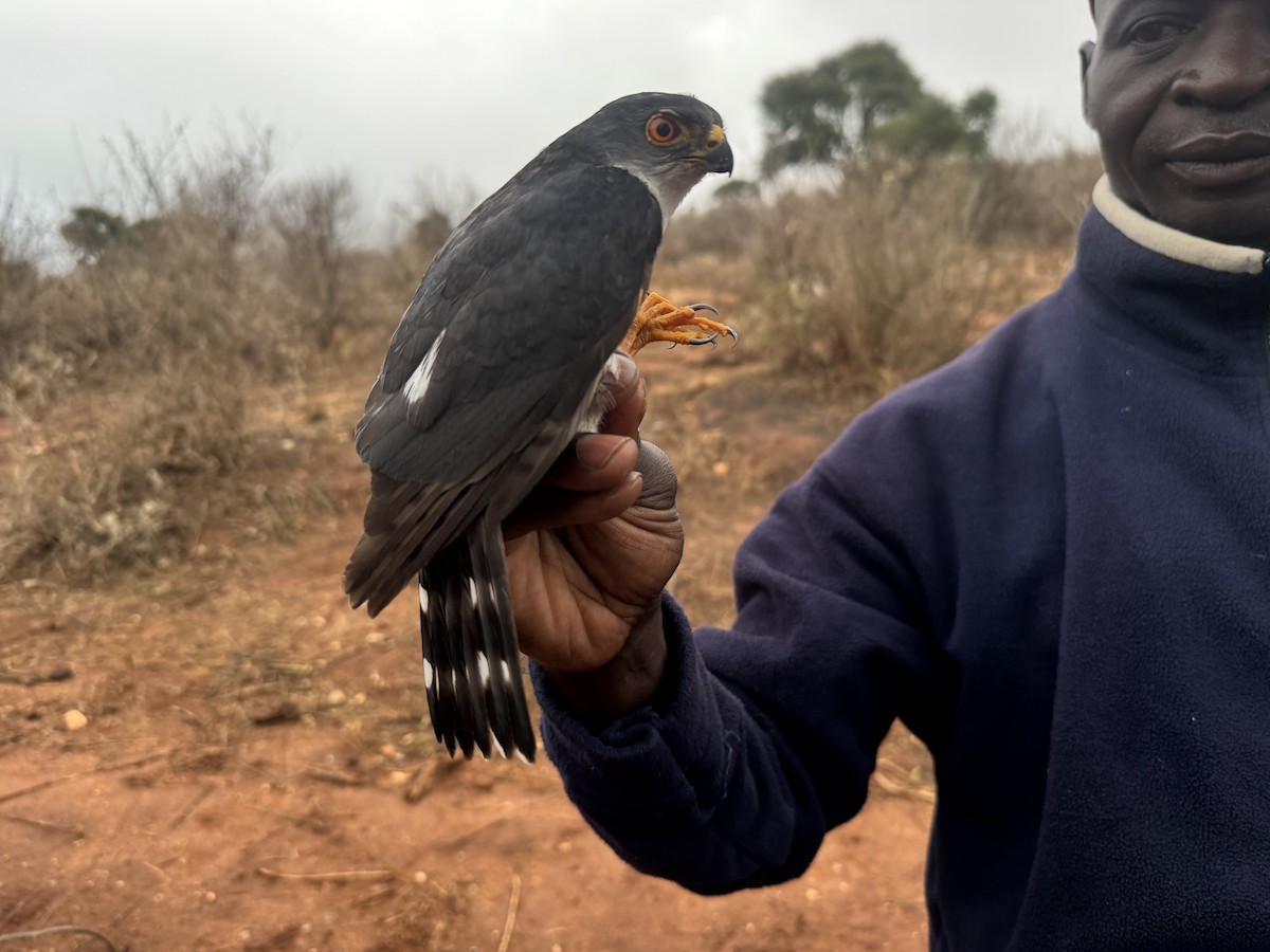 Little Sparrowhawk - ML645216663