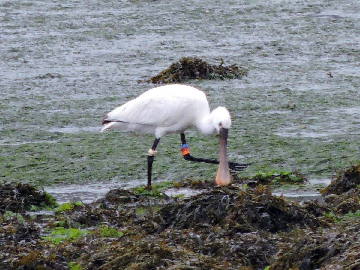 Eurasian Spoonbill - ML645216677
