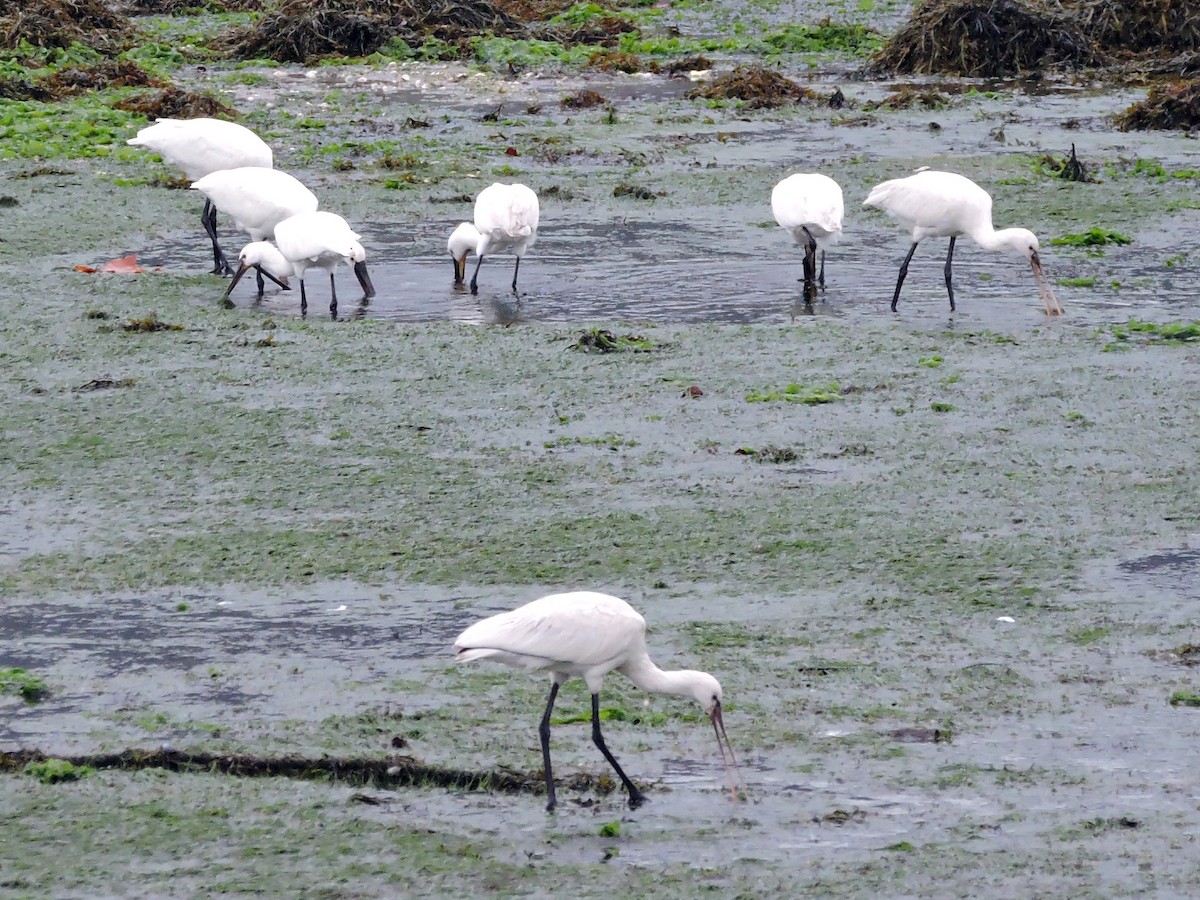 Eurasian Spoonbill - ML645216678