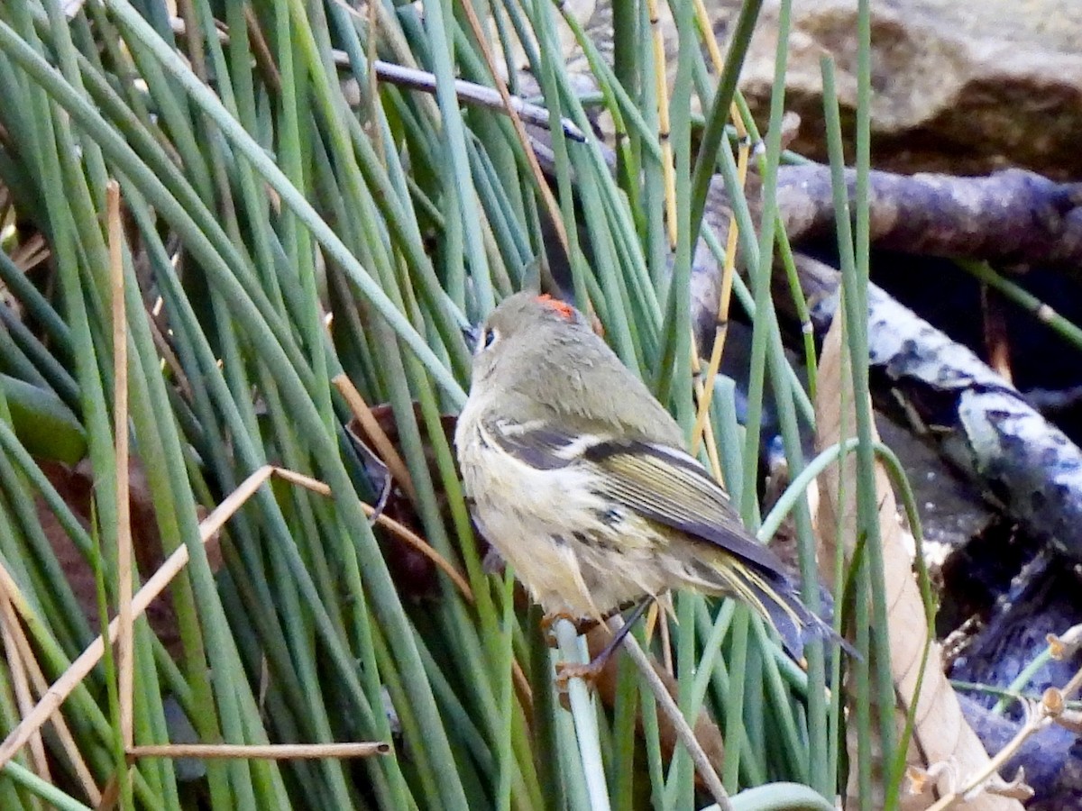 Ruby-crowned Kinglet - ML645216691
