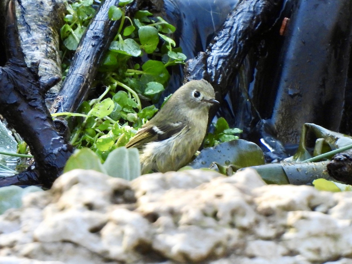 Ruby-crowned Kinglet - ML645216692