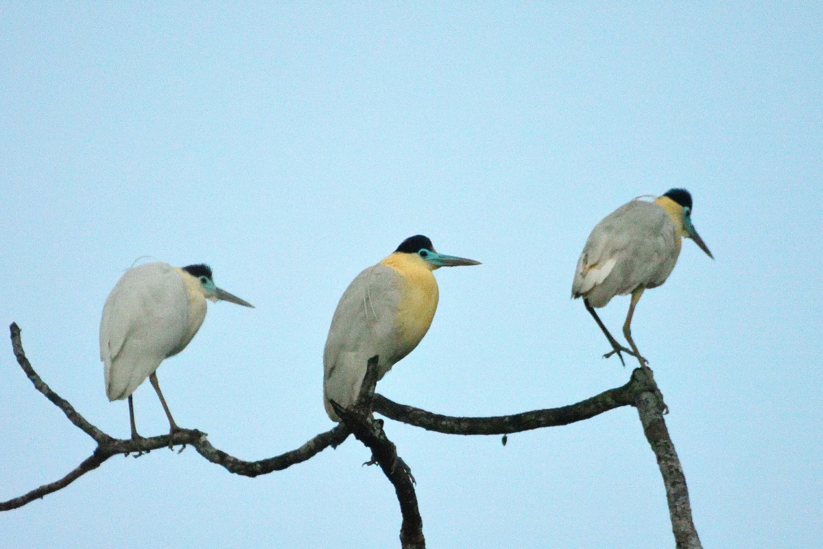 Capped Heron - ML645216697