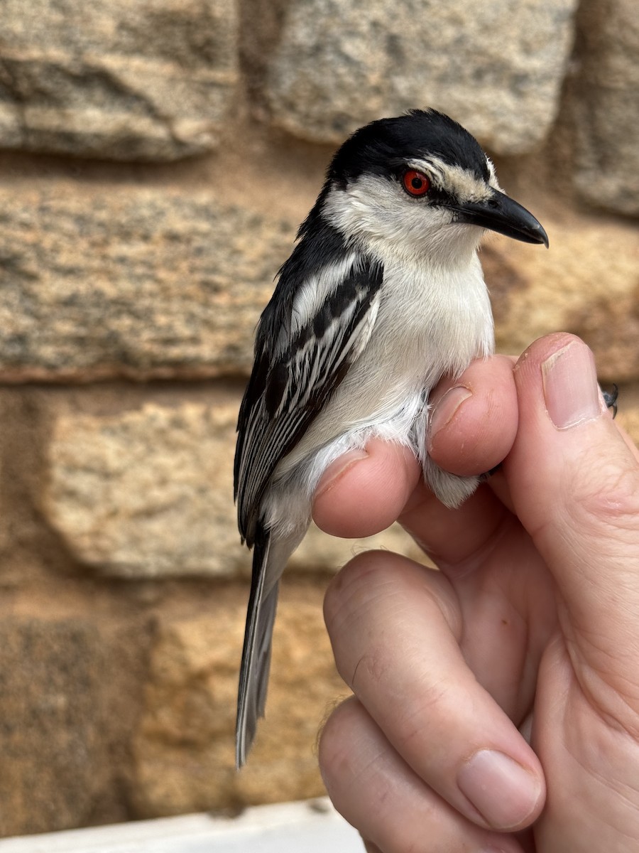 Black-backed Puffback - ML645216701
