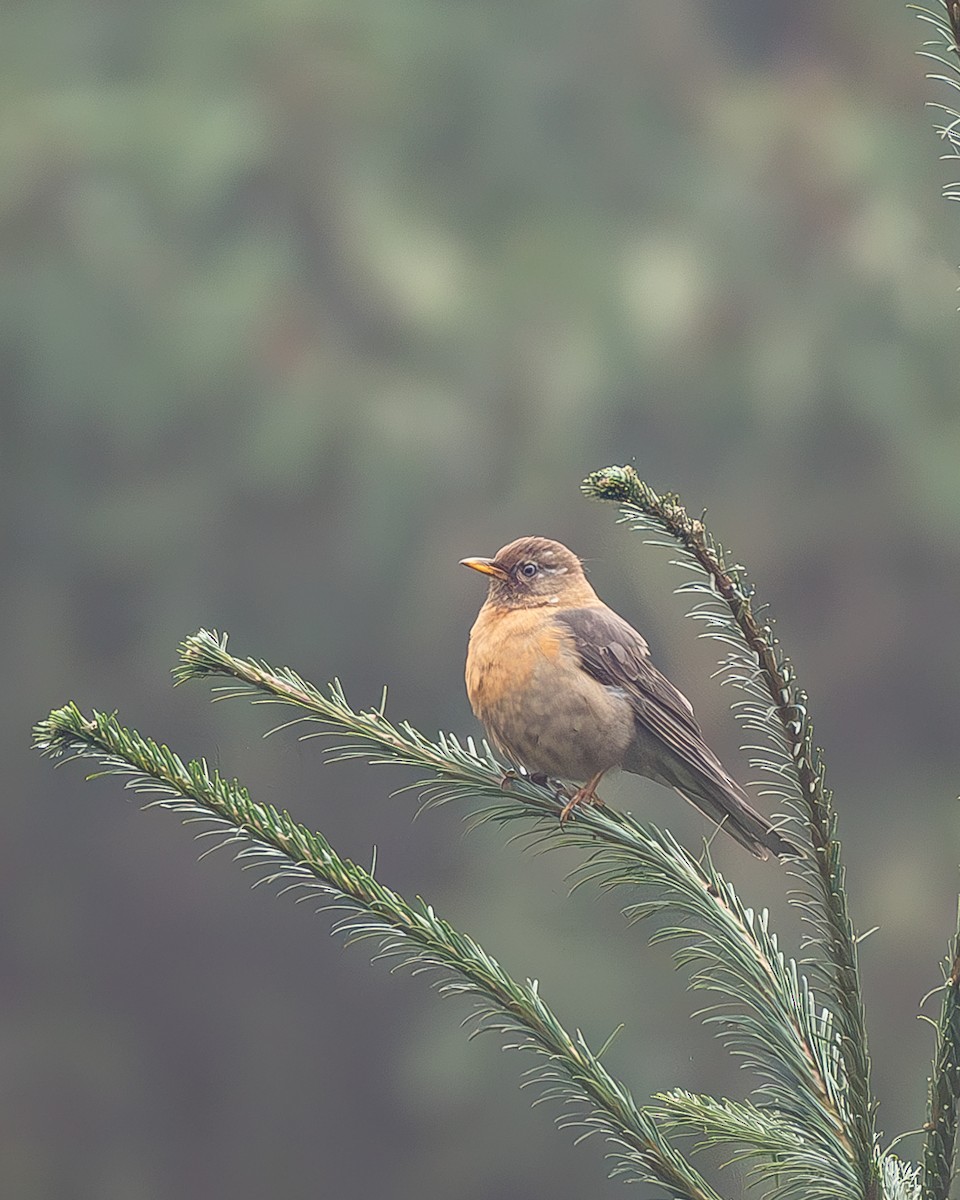 Rotnackendrossel - ML645216703