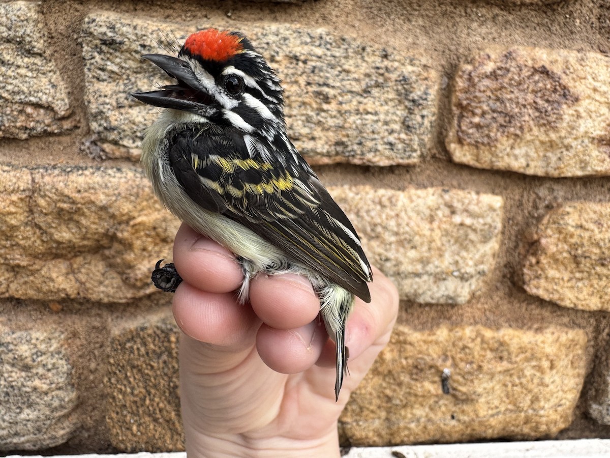 Northern Red-fronted Tinkerbird - ML645216713