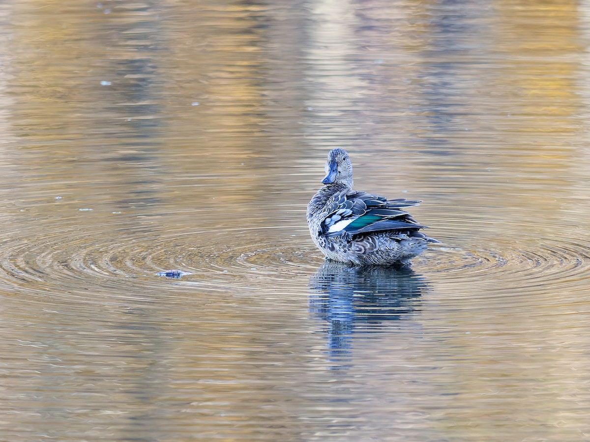 Blue-winged Teal - ML645216716