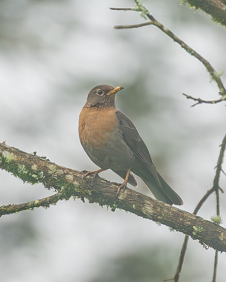 Rotnackendrossel - ML645216718