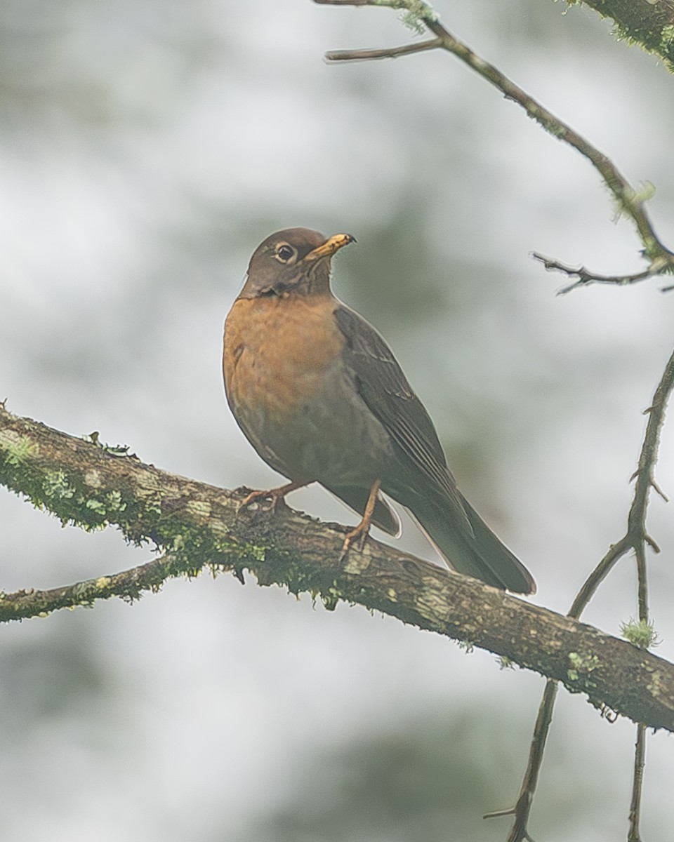 Rotnackendrossel - ML645216719